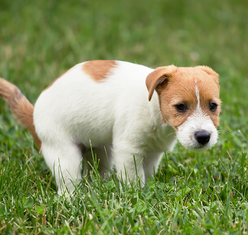 Faglig Viden: Diarré hund og kat - Favrskov Dyreklinik