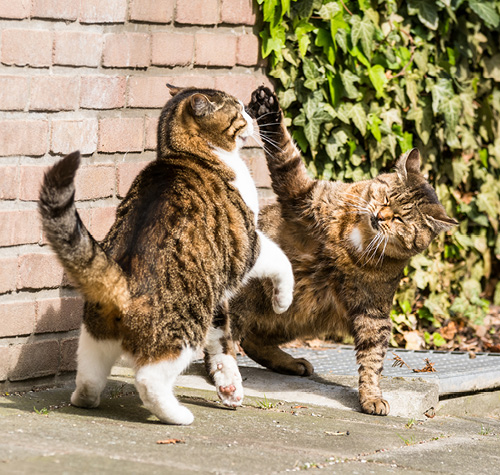 motivet Marvel Hemmelighed Cat Special: Når katte slås - Favrskov Dyreklinik