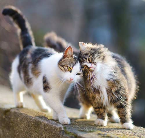 Turbulens Prelude Kan ignoreres Cat Special: Leukæmivirus - Favrskov Dyreklinik
