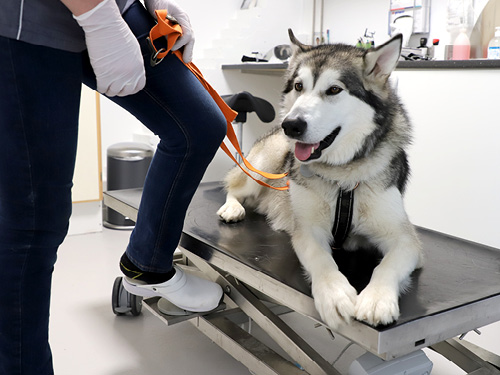 mareridt Terapi Hvornår Tema: Hund - Favrskov Dyreklinik