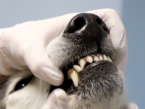 mareridt Terapi Hvornår Tema: Hund - Favrskov Dyreklinik