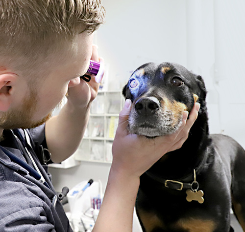 Faglig viden: Øjenbetændelse hos hund og - Favrskov Dyreklinik