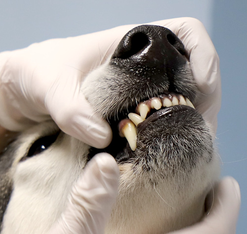 viden: Forebyg tandproblemer hos hunde og katte Favrskov Dyreklinik